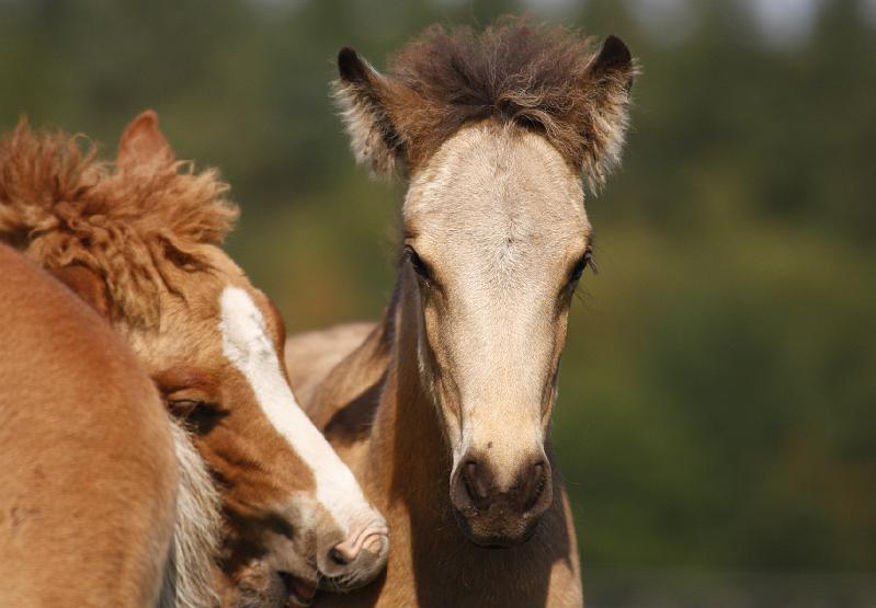 Gabriel und Diva 2.jpg